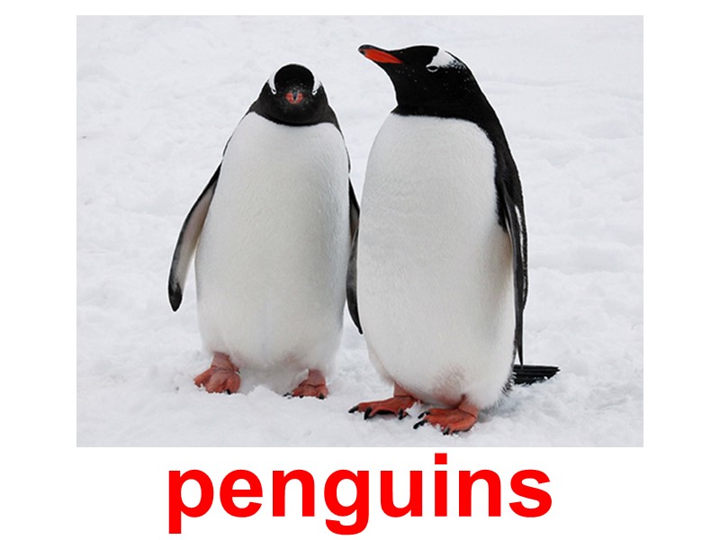 penguins